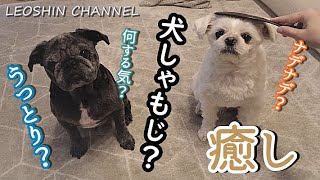 癒し！「なで犬しゃもじ」やってみた。