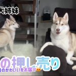 ハスキー犬姉妹。癒しの時間。色々可愛すぎた😍😆😍。