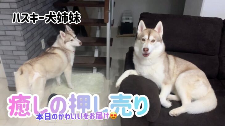 ハスキー犬姉妹。癒しの時間。色々可愛すぎた😍😆😍。