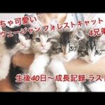 かわいい猫 【子犬】