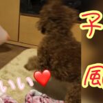 子犬と風船のじゃれ合いが超絶可愛かった【トイプードル】