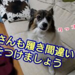 我が家の癒しはパピヨン犬