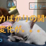 犬かわいい　まだまだ距離のある関係の三匹！！　そんな三匹の関係に変化が。。。