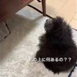 机の上が気になる子犬