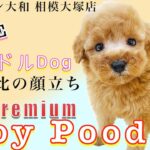 アイドル街道まっしぐら！プレミアム急に可愛いトイプードル子犬