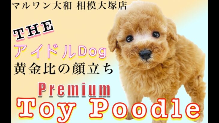 アイドル街道まっしぐら！プレミアム急に可愛いトイプードル子犬