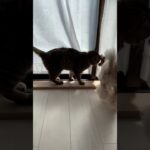 【癒し】猫が好きすぎる犬の愛が重すぎる