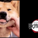 【アテレコ】犬のおもしろ動画を実況・アテレコしてみたwww Part2【吹替の刃】