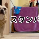 だるまさんが転んだをマスターした犬が早速アレンジ加えてきたwww【鬼目線】A dog playing “Red light, Green light” #Shorts