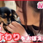 【癒される動画】おすわりを覚えた子犬。#136