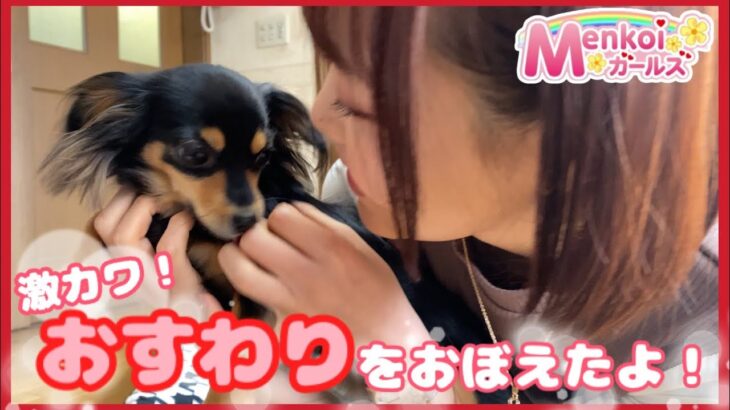 【癒される動画】おすわりを覚えた子犬。#136