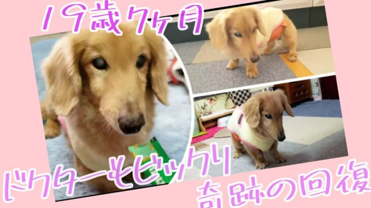 奇跡的！　ぼく19歳7か月！　老犬介護　マロン君　【ミニチュアダックス】　　2021 3 1撮影