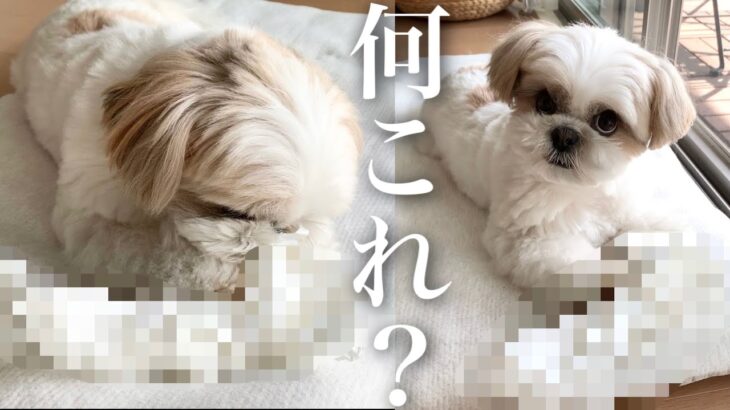 【癒し動画】シーズー犬の1番好きなおもちゃは意外にも〇〇だった？！飼い主調べw / This is a surprising toy that Shih Tzu likes.