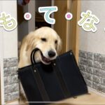 【パパちゃん帰宅】大型犬2匹のおもてなしが凄く最高にかわいい💕