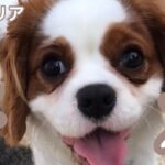 キャバリアの子犬が可愛すぎる #4 【キャバリアるっちゃんのゆる〜い日常】