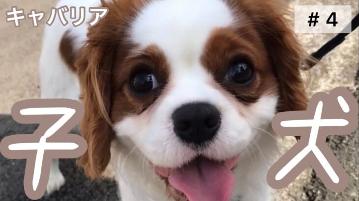 キャバリアの子犬が可愛すぎる #4 【キャバリアるっちゃんのゆる〜い日常】