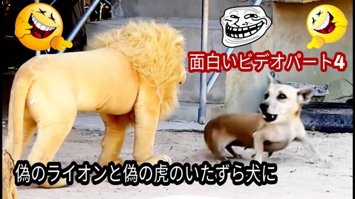 偽のライオンと偽の虎のいたずら犬に, 面白いビデオパート4