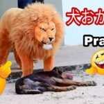 偽のライオンと偽の虎のいたずら犬に, 面白いビデオパート7 | 犬おかしい Prank