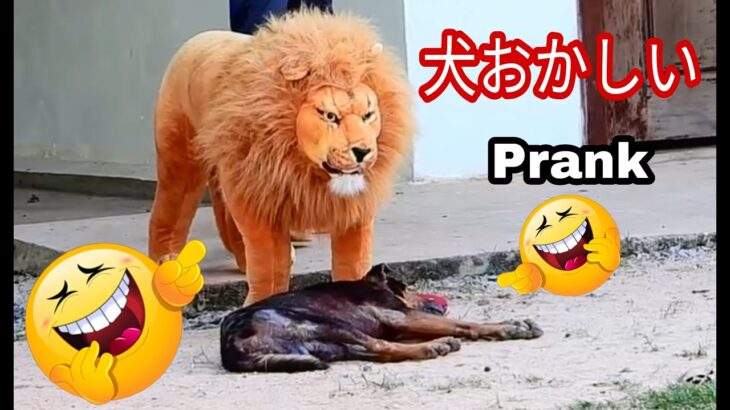 偽のライオンと偽の虎のいたずら犬に, 面白いビデオパート7 | 犬おかしい Prank