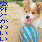 犬サッカー練習。意外とかわいい。（Akamaru)