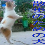 犬初めて散歩,庭で遊ぶ,こんなに意外と可愛い(Akamaru)