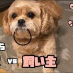 愛犬にヘアゴム奪われた！の巻（ペキプー犬CHAMA日記12）【ペキニーズ】【トイプードル】のミックス犬