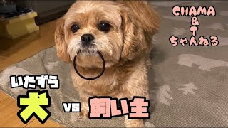 愛犬にヘアゴム奪われた！の巻（ペキプー犬CHAMA日記12）【ペキニーズ】【トイプードル】のミックス犬