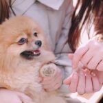 Cutest &Funniest Puppies~かわいい子犬~sødeste hvalpe~милые щенки