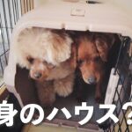 保護犬、初めてのおやつ！先住犬、癒しのベッド来た〜【Day54】