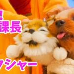 【おもしろ犬動画】笑う！猫田課長と戦うヨーキー【おもちゃ】[Funny dog video] Yoki fighting with Laugh! Chief Nekota [Toys]