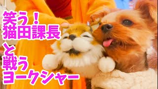 【おもしろ犬動画】笑う！猫田課長と戦うヨーキー【おもちゃ】[Funny dog video] Yoki fighting with Laugh! Chief Nekota [Toys]