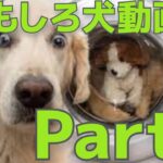 【爆笑かわいい】おもしろ犬動画Part3