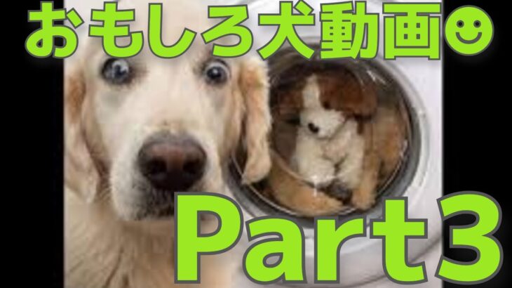 【爆笑かわいい】おもしろ犬動画Part3