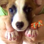 可愛い保護犬❤️【子犬に爪切り】🐶 Puppy’s NAIL Cut 2021 #31