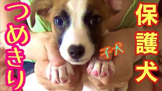 可愛い保護犬❤️【子犬に爪切り】🐶 Puppy’s NAIL Cut 2021 #31