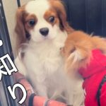 ポメラニアンの子犬に犬見知りしてしまうキャバリア犬 #Shorts 【キャバリアるっちゃんのゆる〜い日常】