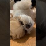 【癒し動画】意識が飛びそうなのを必死に我慢するシーズー犬 #Shorts