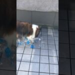 かわいいシェルティ　ストレス発散する犬　#Shorts