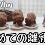 【子犬Vlog】子犬5匹離乳食デビュー‼離乳食の作り方や可愛い取り合いは？トイトレの経過も♪（トイプードルブリーダー）（初めてシリーズ）