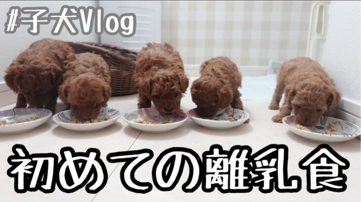 【子犬Vlog】子犬5匹離乳食デビュー‼離乳食の作り方や可愛い取り合いは？トイトレの経過も♪（トイプードルブリーダー）（初めてシリーズ）