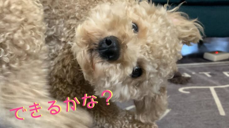 【トイプードル】こっちゃんもできるかな？今更やけど… #癒し犬#biwa湖太郎