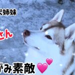 寧々さん、チャームポイント強調してみた #ハスキー犬 #いぬ #かわいい #大型犬 #癒し #husky #shorts #TikTok