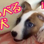 【よくしゃべる生後９週目の子犬】🐶が可愛いすぎる‼️❤️my 9 weeks old Puppy Talks A LOT❤️2021#35