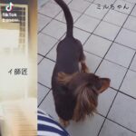 イ師匠のピアノと犬の癒し動画（ミルちゃん編）#short