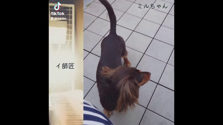 イ師匠のピアノと犬の癒し動画（ミルちゃん編）#short