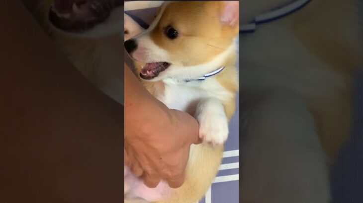 子犬にお腹マッサージしてみたら　　#shorts