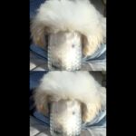 【shorts#】溢れる綿アメになった可愛い子犬 My Cute Puppy is Cotton Candy Overflowing from a Glass Cup【トイプードルのルナ】
