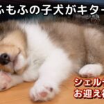 【子犬お迎え初日】生後２ヶ月弱の可愛いシェルティが来たー♪ 多頭飼いＭダックスと仲良くできるかな？