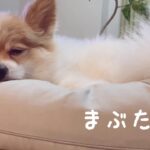 【究極の癒し犬】ポメパピ/眠りにつく瞬間