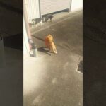 【柴犬】猫ＶＳ犬　ボス猫の集会に乗り込む柴犬！